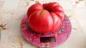 Томаты сорта Бурлак Минусинска.