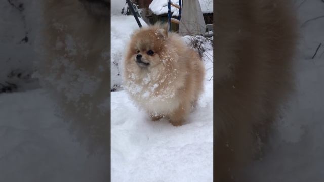 Щенок первый раз увидел ❄️❄️❄️