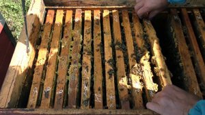 ОСЕННЕЕ СОКРАЩЕНИЕ ПЧЕЛОСЕМЕЙ