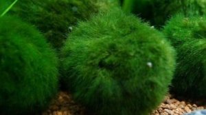 КЛАДОФОРА ШАРОВИДНАЯ. СОДЕРЖАНИЕ И РАЗВЕДЕНИЕ В АКВАРИУМЕ