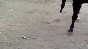 Грация во всей красе# Арабский скакун