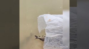 Новые жители в моём пруду.. Гибрид карася и карпа