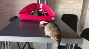 Крысам можно хурму? ?