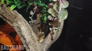 Pierwsza randka i rozmnażanie gekonów orzęsionych #gadzigang #breeding Crested geckos' first date