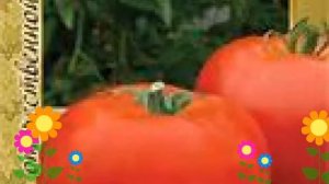 Томат обыкновенный Союз-8 f1 (Soyuz-8 f1). Краткий обзор, описание характеристик, где купить семена