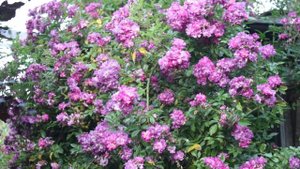 Rosa Veilchenblau: een prachtig violet gekleurde rambler