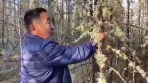 Лишайник вылечит легкие