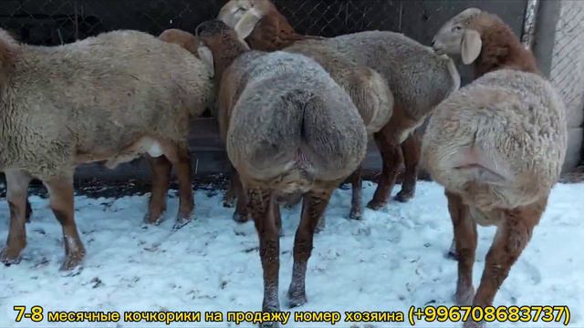 Арашанские кочкорики 7-8 месячные на вкус и цвет номер хозяина (+996708683737) #арашанская_порода