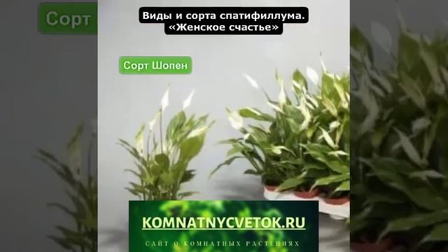 Сорта спатифиллум