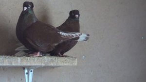 Тульский жарый ленточный турман