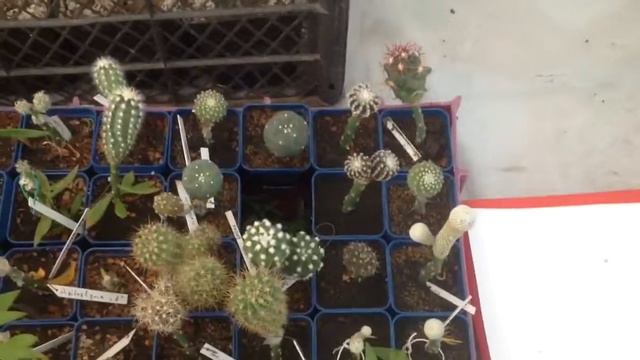 Моя скромная коллекция смотреть онлайн