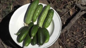 Про горькие огурцы