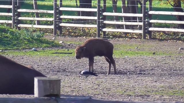Таллинский зоопарк. Бизоны. смотреть онлайн