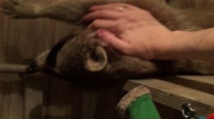 Просто очень милый енот Тема!