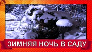 ЗИМНЯЯ НОЧЬ прогулка по саду в феврале 2024/ Winter fairytale night