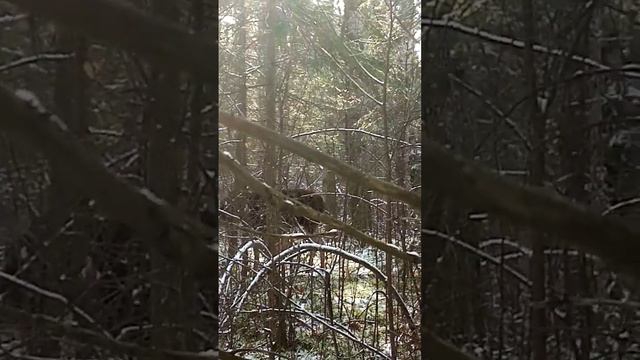 Работа ЗСЛ по Лосю, осень 2022года. смотреть онлайн