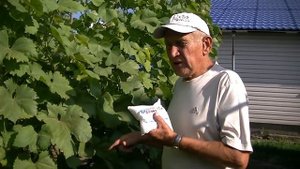 Подкормка винограда магнием