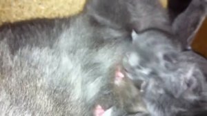 Кошка с новорожденными котятами