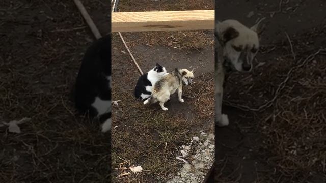 04-08-2023 Кот массаж делает собаке.