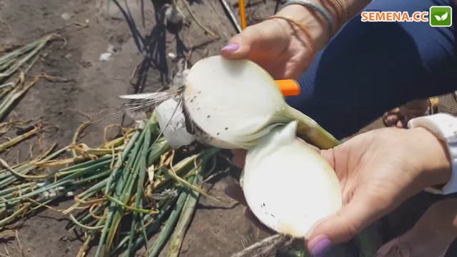 Стерлінг F1 цибуля (Seminis) Плід у розрізі смотреть онлайн