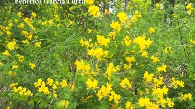 Serravalle Scrivia c'è смотреть онлайн