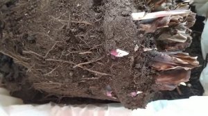 Корни Каллы и корневище Канны.08.03.21