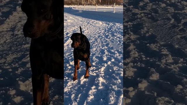 Солнечный доберман смотреть онлайн