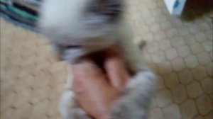 Как лечить глаза  котёнку, Слезиться глаз у котёнка