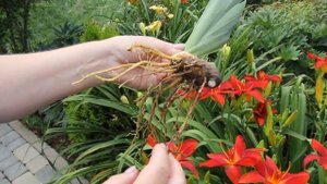 Корни у ириса.