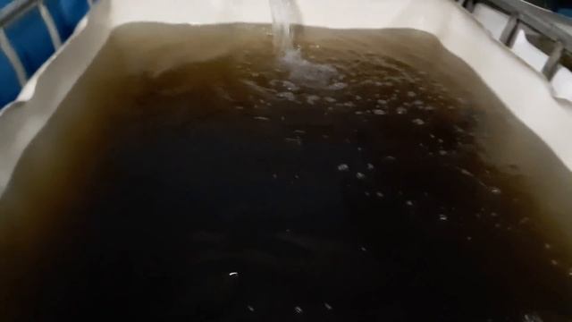 Инкубация! Видео №6 Подготовка производителей! #инкубация #мраморныйсом #клариевыйсом смотреть онлайн