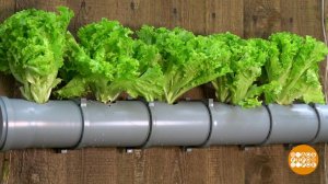 Грядка на заборе. Дело - труба! Доброе утро. Фрагмент выпуска от 08.06.2020