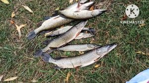 Воронежские озёра. Осень 2023.