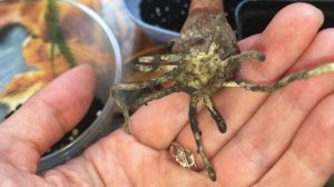 И еще один новенький вид растений у меня - валотта.