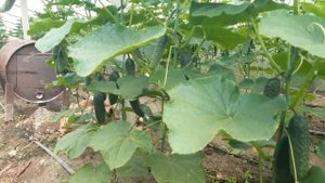 Огурец СВ-4097