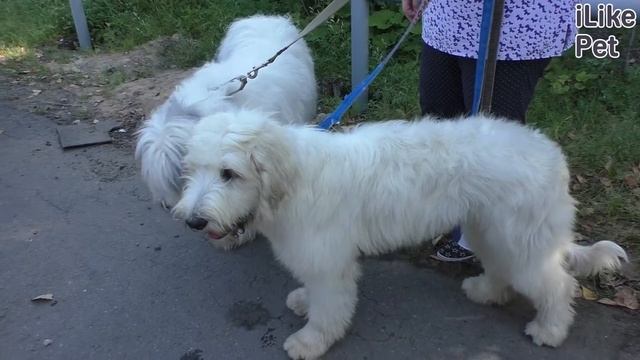 Необычные виды овчарок смотреть онлайн