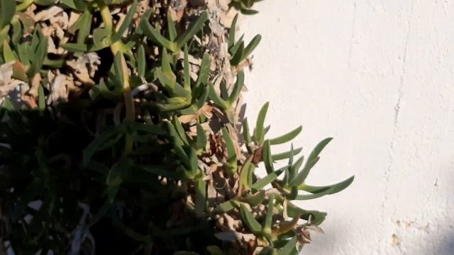 ЦВЕТУЩАЯ ТУРЦИЯ 2. Карпобротус. Октябрь 2022. смотреть онлайн