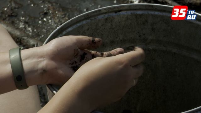 Археологический раскоп под Кирилловым раскрывает секреты эпохи мезолита
