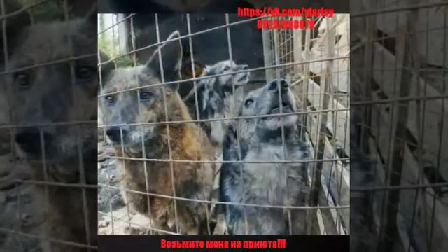 Возьми собаку из приюта...