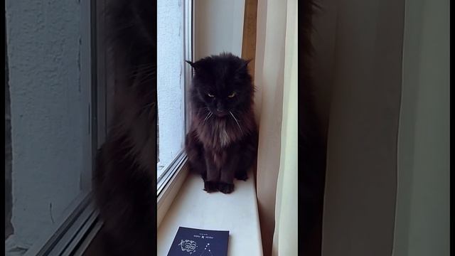 Маргоша(Мейн-кун) смотреть онлайн