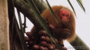 Лысый Уакари - Самая Необычная Обезьяна в Мире с Грустным Человеческим Лицом.