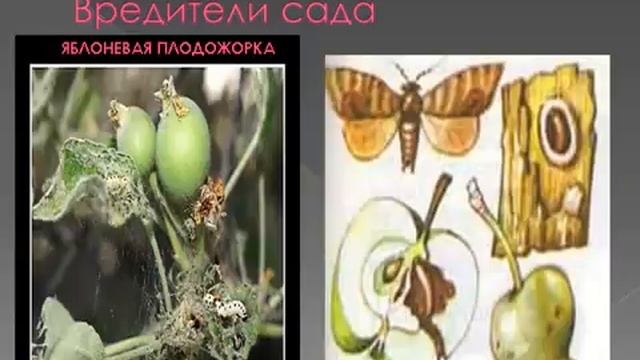 Культ растения