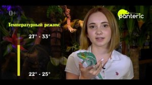 Содержание Пантерового Хамелеона