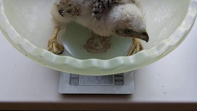 Точное определение пола у ЯСТРЕБ ТЕТЕРЕВЯТНИК ??? 2 основных параметра ??? смотреть онлайн