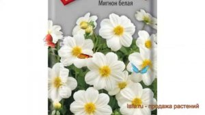 Георгина обыкновенный Мигнон белая (mignon belaya) ? обзор: как сажать, семена георгины Мигнон бела