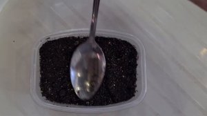 Лагурус (Заячий хвостик) выращивание из семян. От посева до всходов.