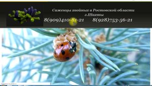 Как заказать сеянцы хвойных почтой? Где купить ель, туи и другие хвойные растения через интернет?