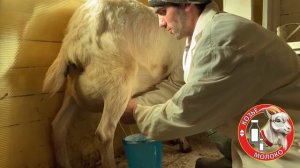 ЗААНЕНСКАЯ КОЗА  Высокоудойные Зааненские козы