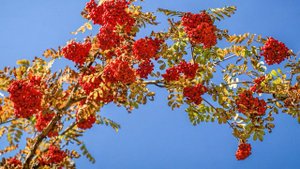 Брянск - Город воинской славы!