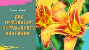 Как правильно выращивать лилейник - смешанный цветник.
