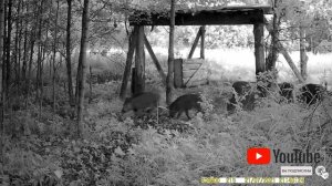 Кормушка для кабанов